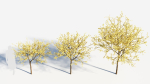 Chimonanthus praecox b