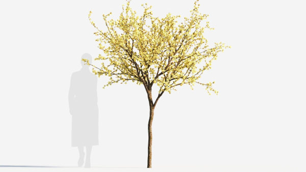 Chimonanthus praecox b