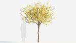 Chimonanthus praecox b