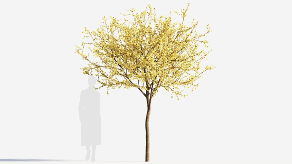Chimonanthus praecox b