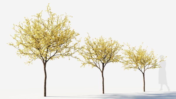 Chimonanthus praecox b