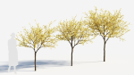 Chimonanthus praecox b