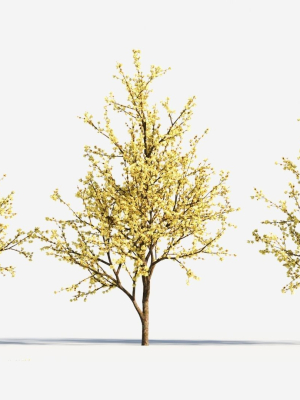 Chimonanthus praecox c
