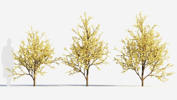 Chimonanthus praecox c