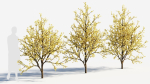 Chimonanthus praecox c
