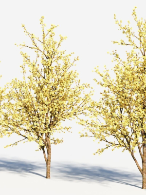 chimonanthus-praecox-c-3d-model-370bfbd433