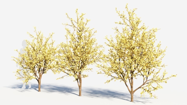 Chimonanthus praecox c