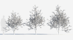 Chimonanthus praecox c