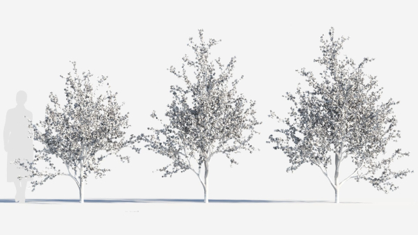 Chimonanthus praecox c