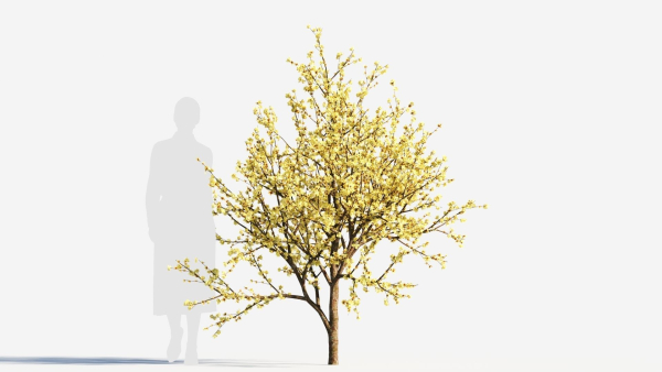 Chimonanthus praecox c