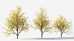 Chimonanthus praecox c