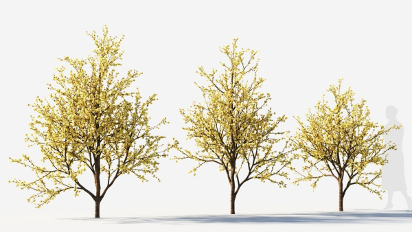 Chimonanthus praecox c