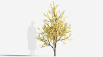 Chimonanthus praecox c