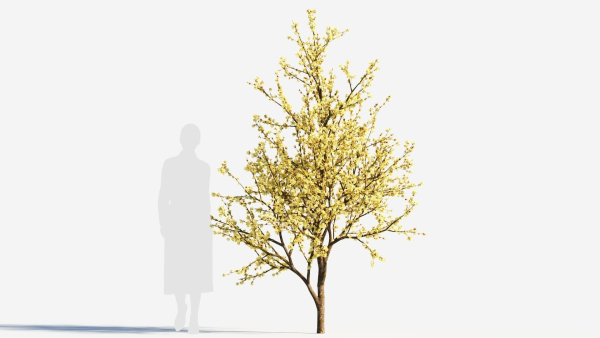 Chimonanthus praecox c