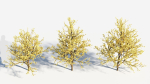 Chimonanthus praecox c