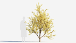 Chimonanthus praecox c