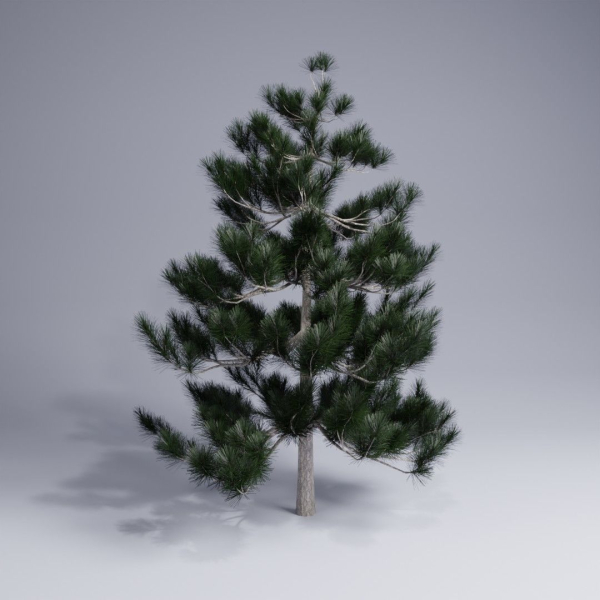 Christmas pine tree