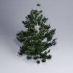 Christmas pine tree