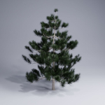 Christmas pine tree