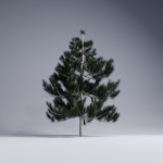 Christmas pine tree