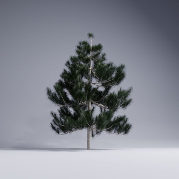 Christmas pine tree
