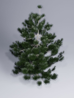 Christmas pine tree
