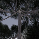 Christmas pine tree