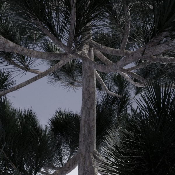 Christmas pine tree