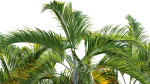 Chrysalidocarpus lutescens - yellow butterfly palm - 02