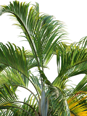 chrysalidocarpus-lutescens-yellow-butterfly-palm-02-3d-model