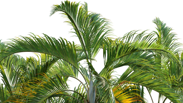 Chrysalidocarpus lutescens - yellow butterfly palm - 02