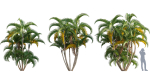 Chrysalidocarpus lutescens - yellow butterfly palm - 02