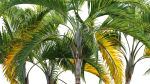 Chrysalidocarpus lutescens - yellow butterfly palm - 02