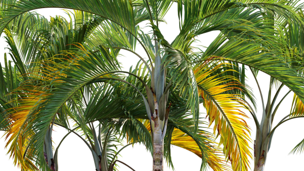 Chrysalidocarpus lutescens - yellow butterfly palm - 02