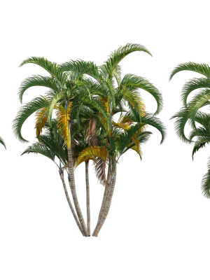 Chrysalidocarpus lutescens - yellow butterfly palm - 02