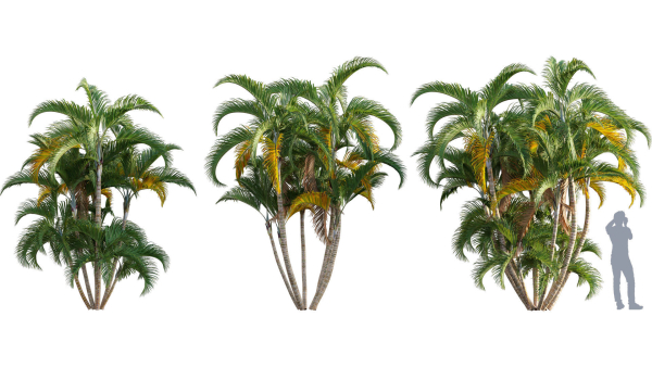 Chrysalidocarpus lutescens - yellow butterfly palm - 02