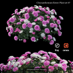 Chrysanthemum flower Plant