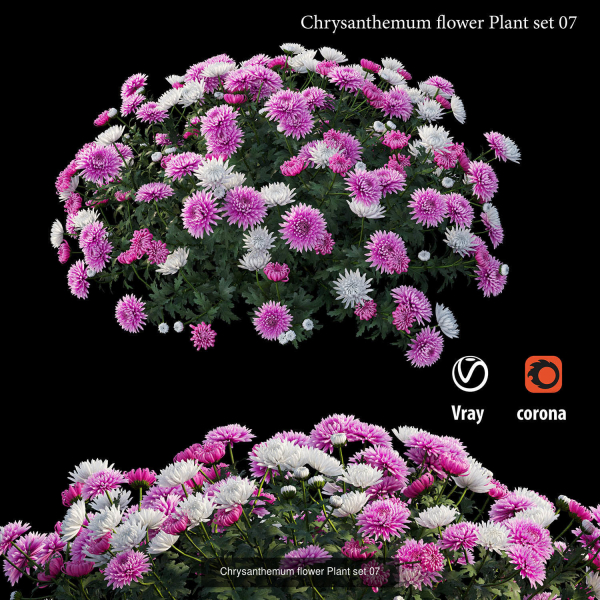 Chrysanthemum flower Plant