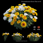 Chrysanthemum flower Plant