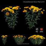 Chrysanthemum flower Plant