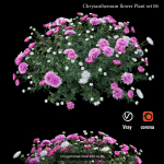 Chrysanthemum flower Plant