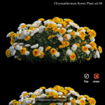 Chrysanthemum flower Plant