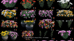Chrysanthemum flower Plant