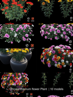 Chrysanthemum flower Plant