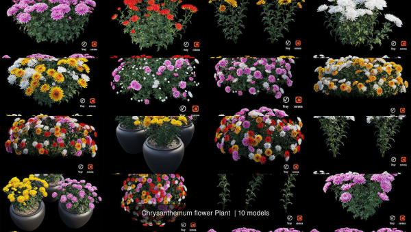 Chrysanthemum flower Plant