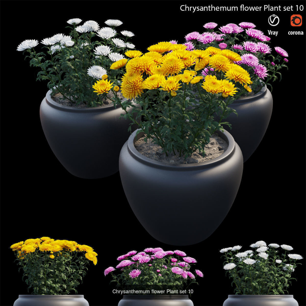 Chrysanthemum flower Plant