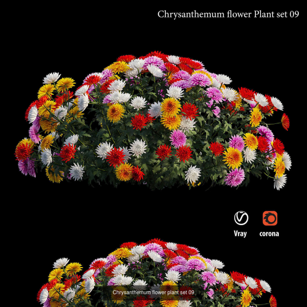 Chrysanthemum flower Plant