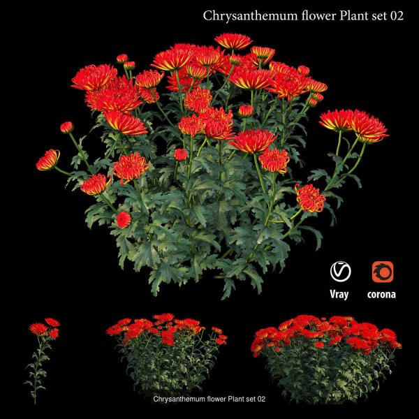 Chrysanthemum flower Plant