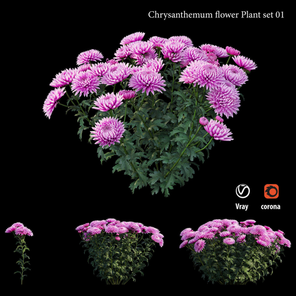 Chrysanthemum flower Plant set 01