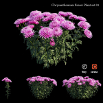 Chrysanthemum flower Plant set 01